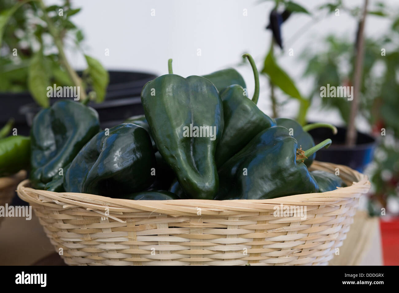 Capsicum annuum Green Peppers in a Wicker Basket Stock Photo