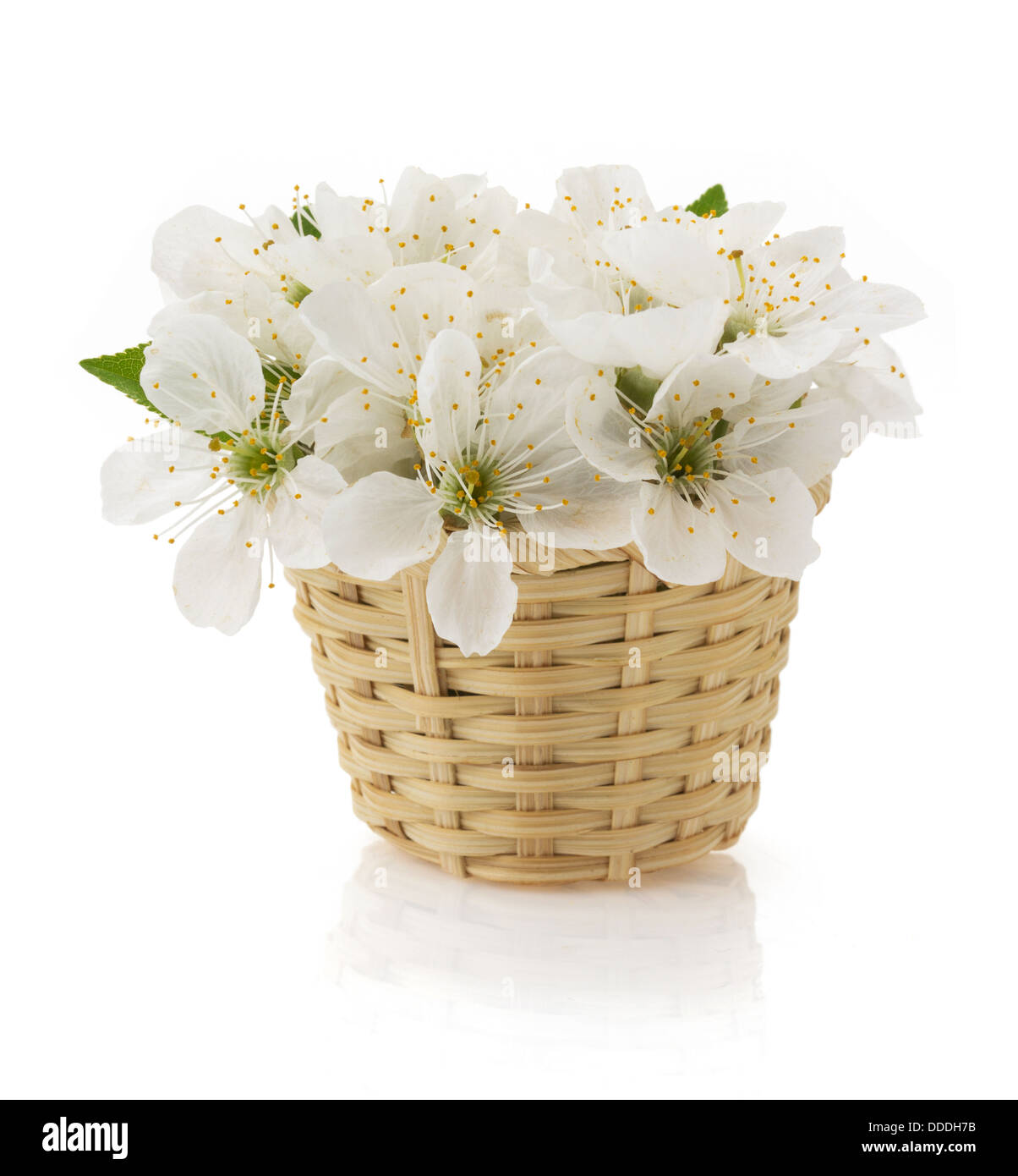 cherry blossom isolated on white background Stock Photo - Alamy