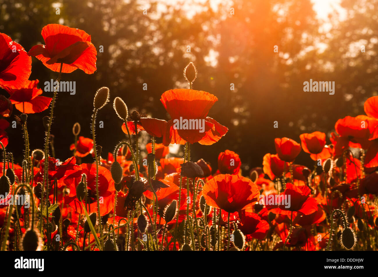Poppy flowers field hi-res stock photography and images - Alamy
