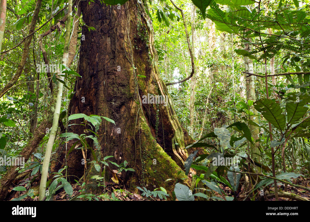 large tree with buttress roots in primary tropical rainforest, Ecuador Stock Photo