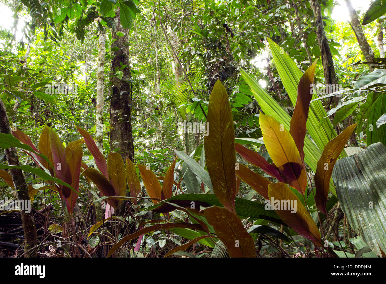 Rainforest Understory Plants