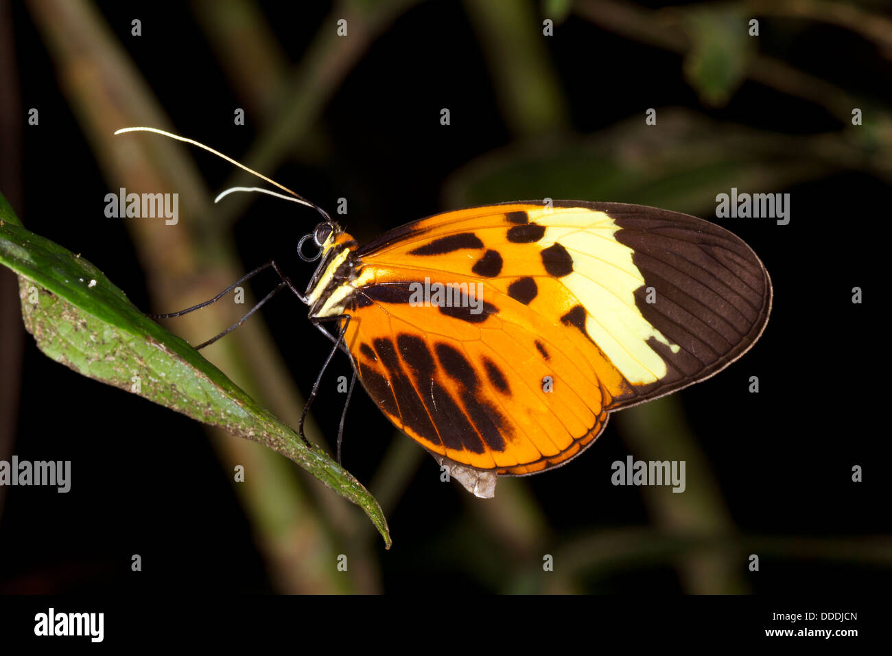 Postman butterfly (Heliconius sp.) roosting in the rainforest understory at night Stock Photo