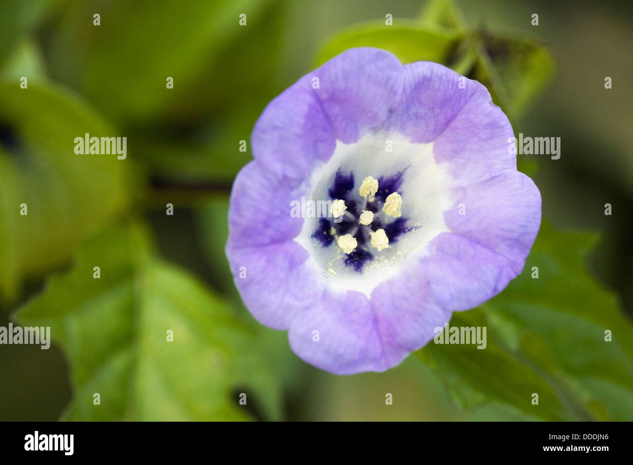 Nicandra physalodes. Shoo-fly plant flower. Stock Photo