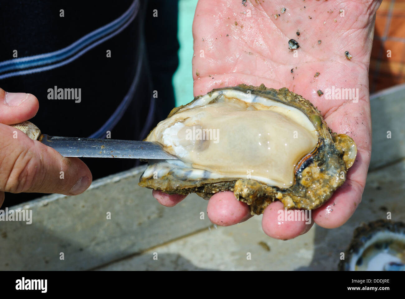 Eastern Oyster Just Harvested from the Chesapeake Bay Stock Photo Alamy