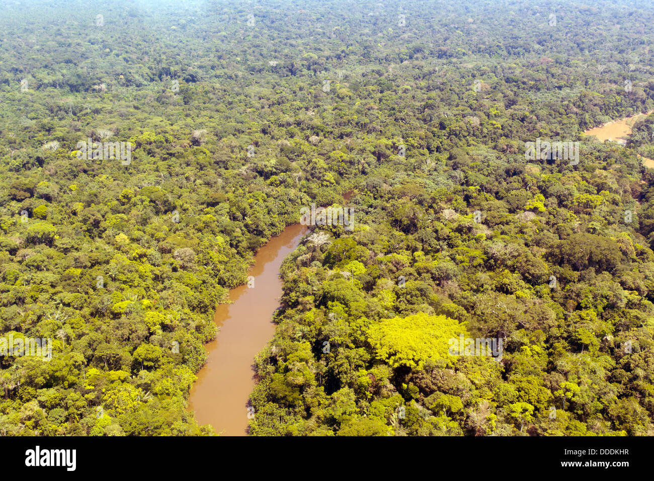 Aerial view of Rio Cononaco in the Ecuadorian Amazon with a huge emergent Ceibo tree in the foreground Stock Photo