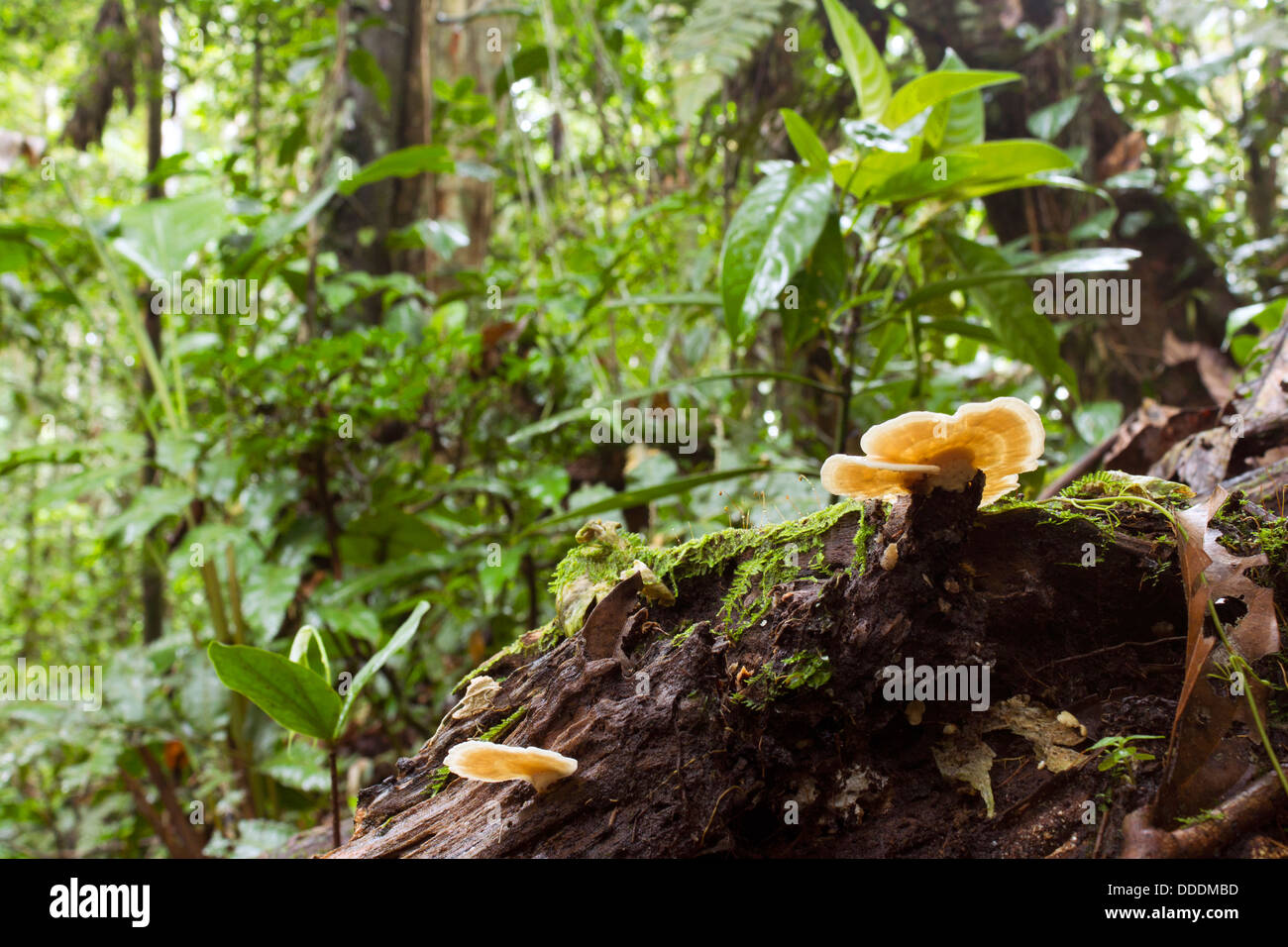 Rotting log with bracket fungi on the rainforest floor, Ecuador Stock Photo