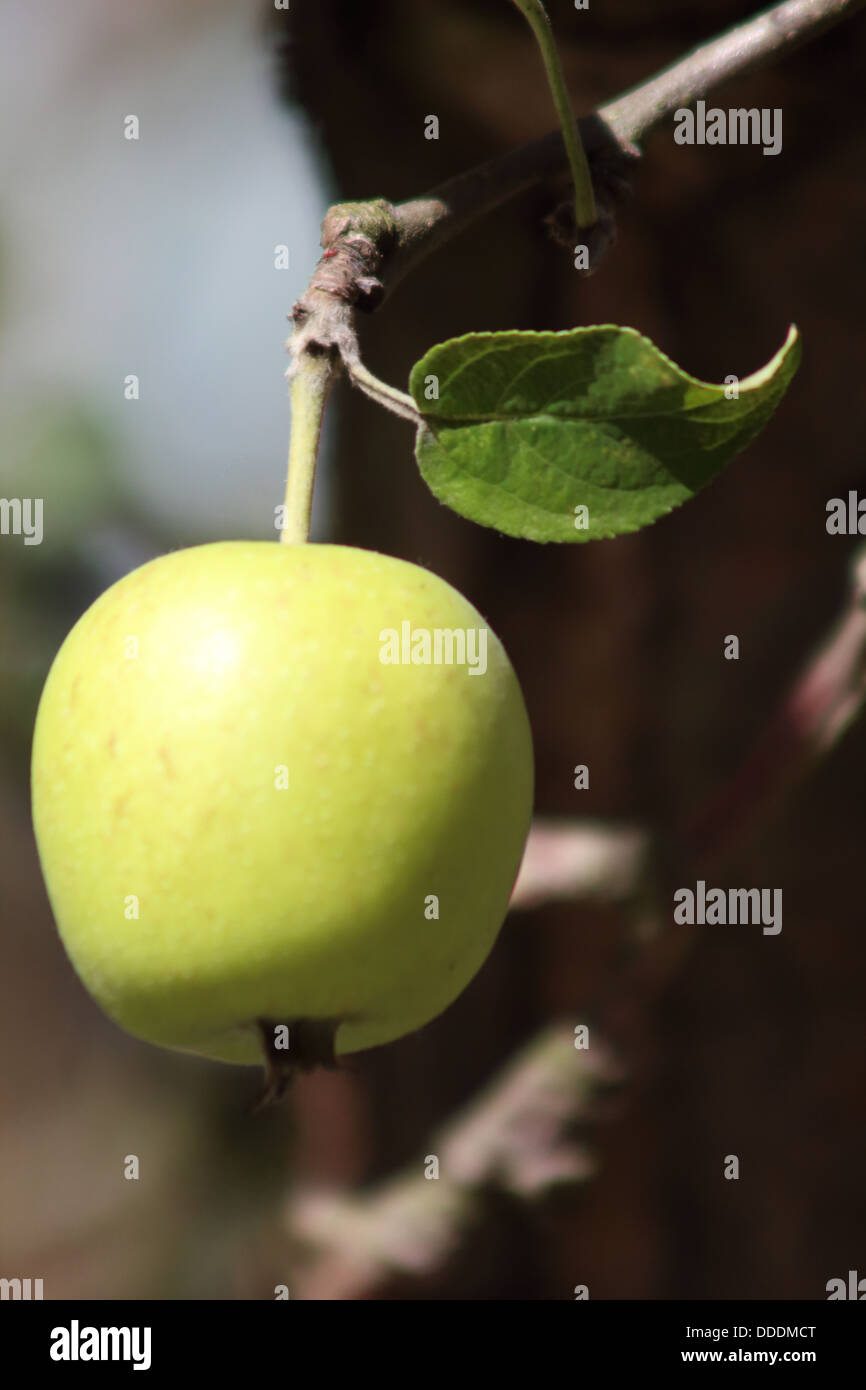 Granny Smith Apple on the tree with a single green leaf Stock Photo Alamy