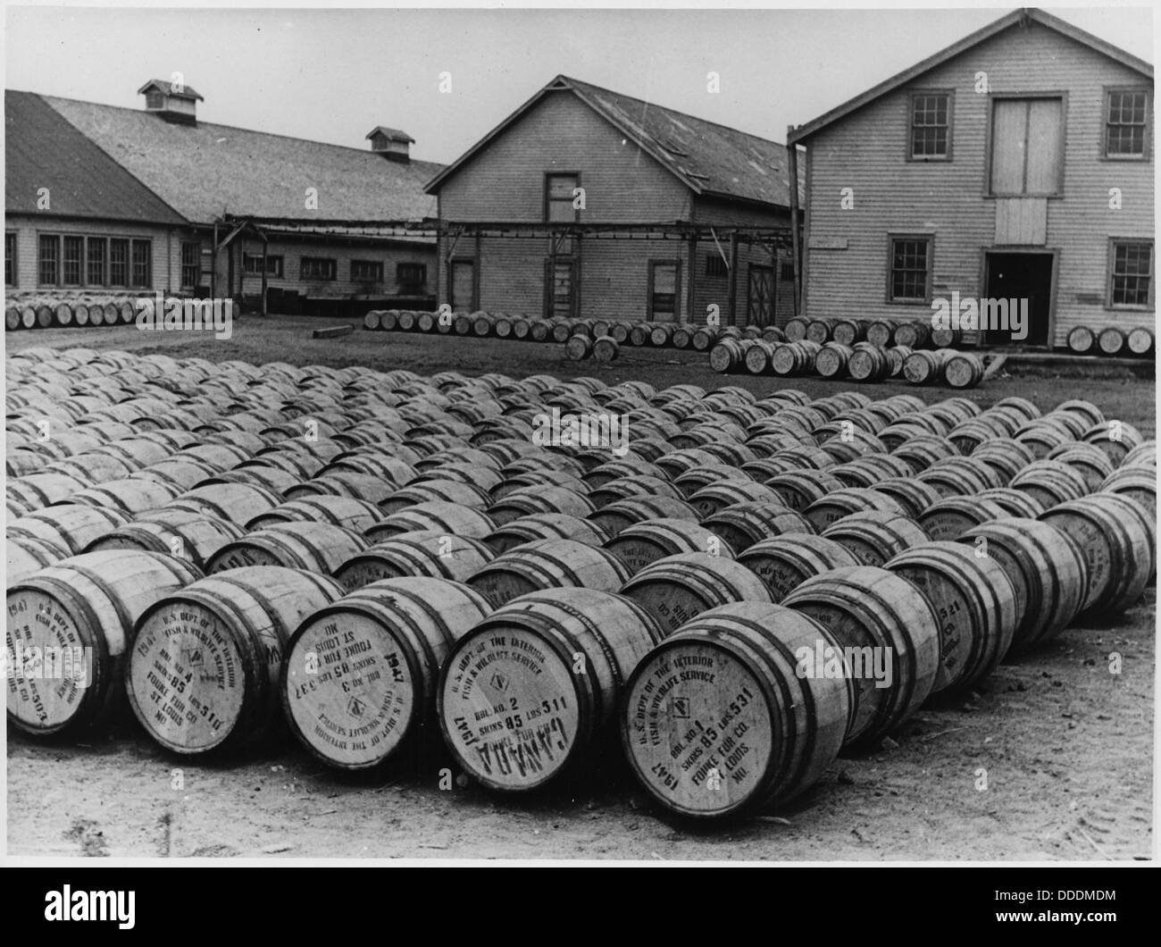 Barrels of seal furs 297074 Stock Photo Alamy