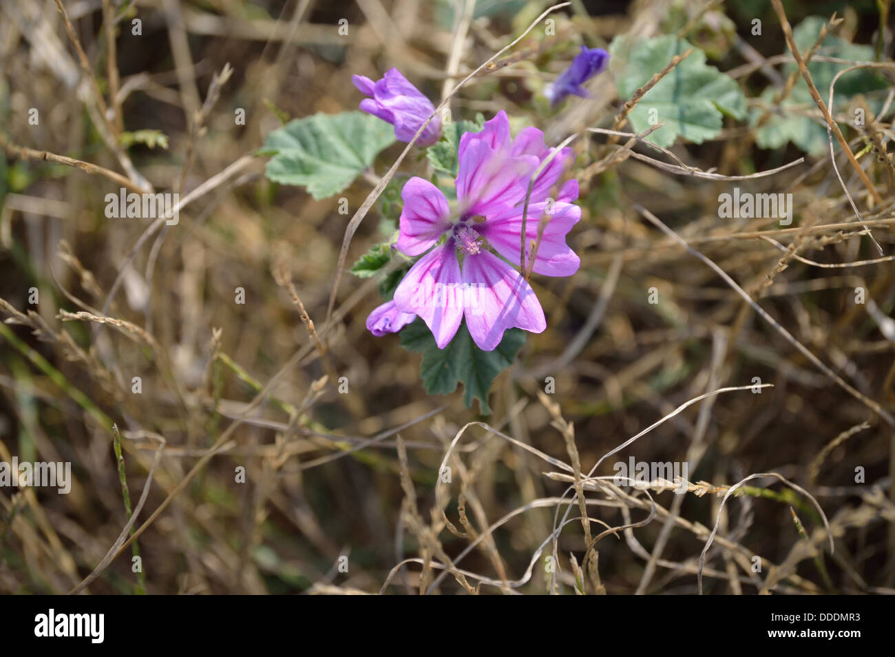 Purple flower with stem hi-res stock photography and images - Alamy