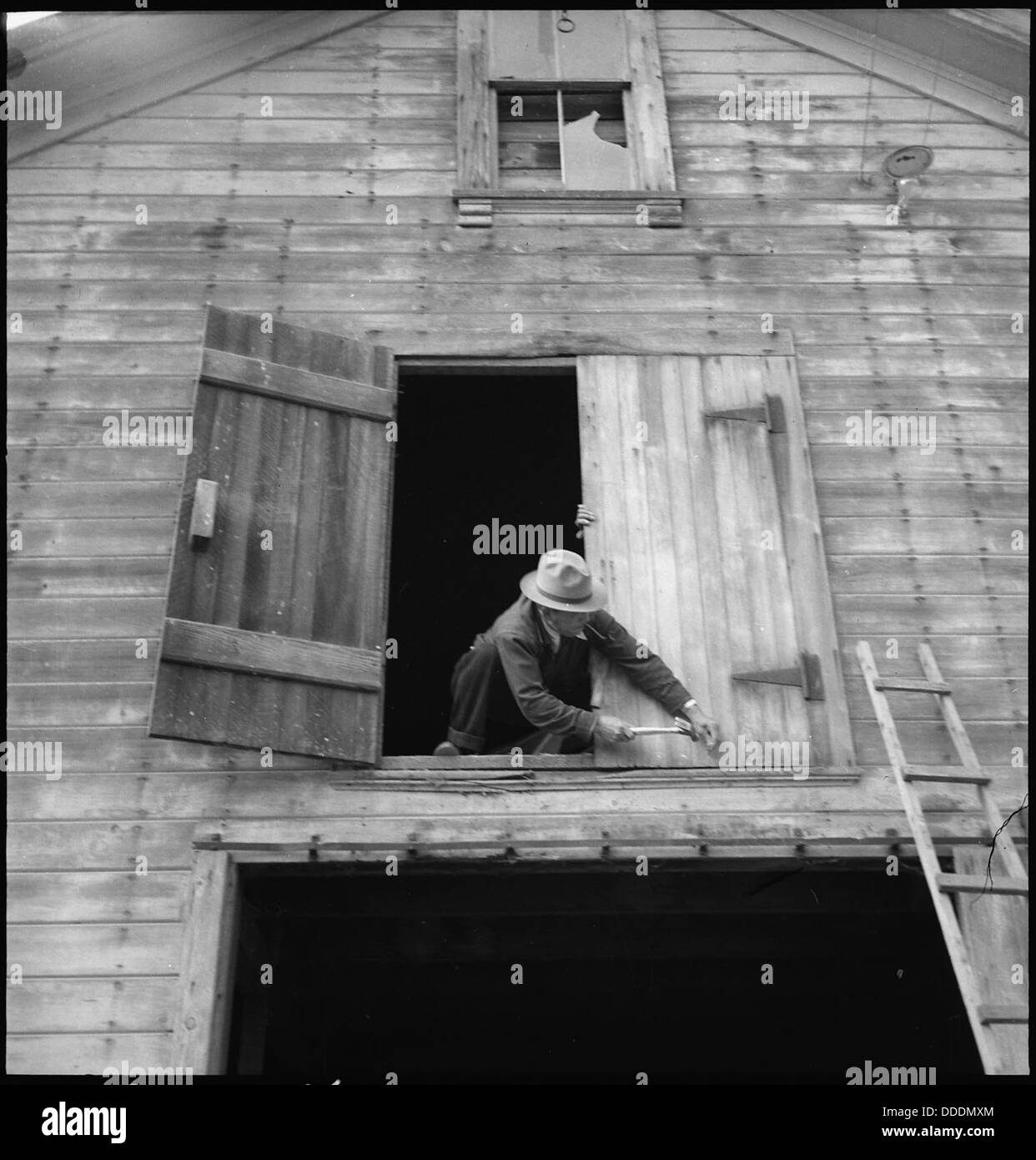 Centerville, California. Nailing the hayloft door on the morning of evacuation. Farmers and other . . . 537563 Stock Photo