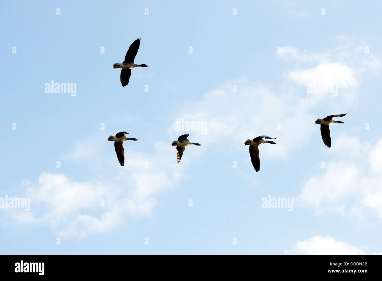 Geese flying in formation over a lagoon of Villafáfila Stock Photo - Alamy