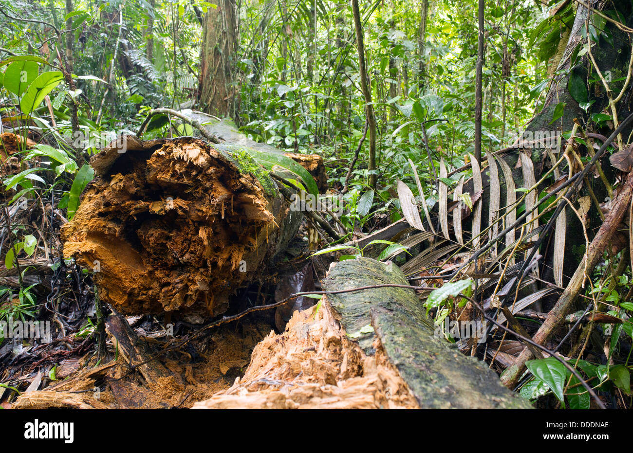 Fallen log on the rainforest floor, Ecuador Stock Photo