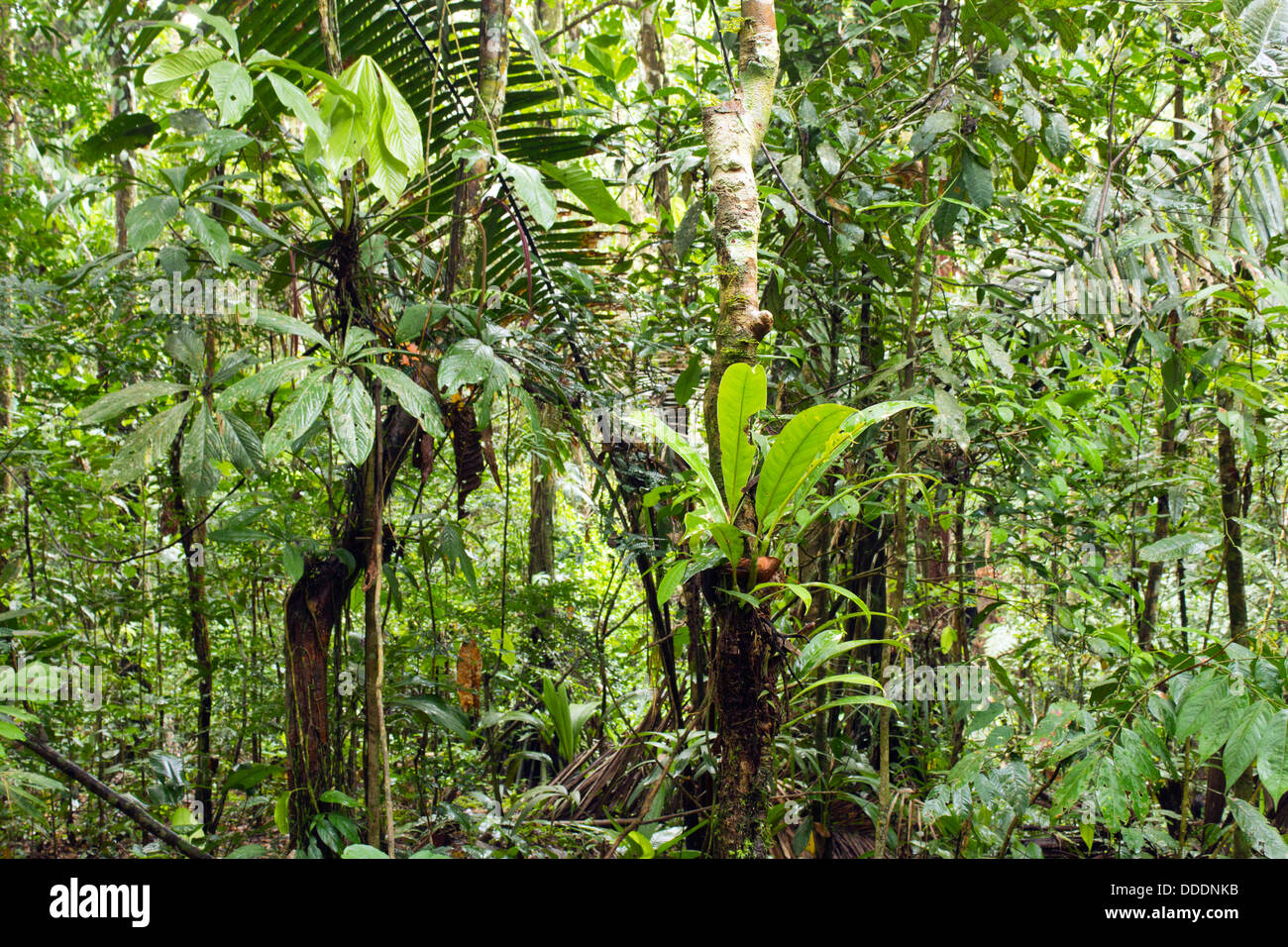 Epiphytes in primary tropical rainforest in Ecuador Stock Photo
