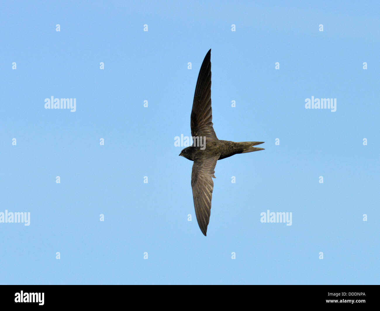 Swift (Apus apus) in Flight Stock Photo