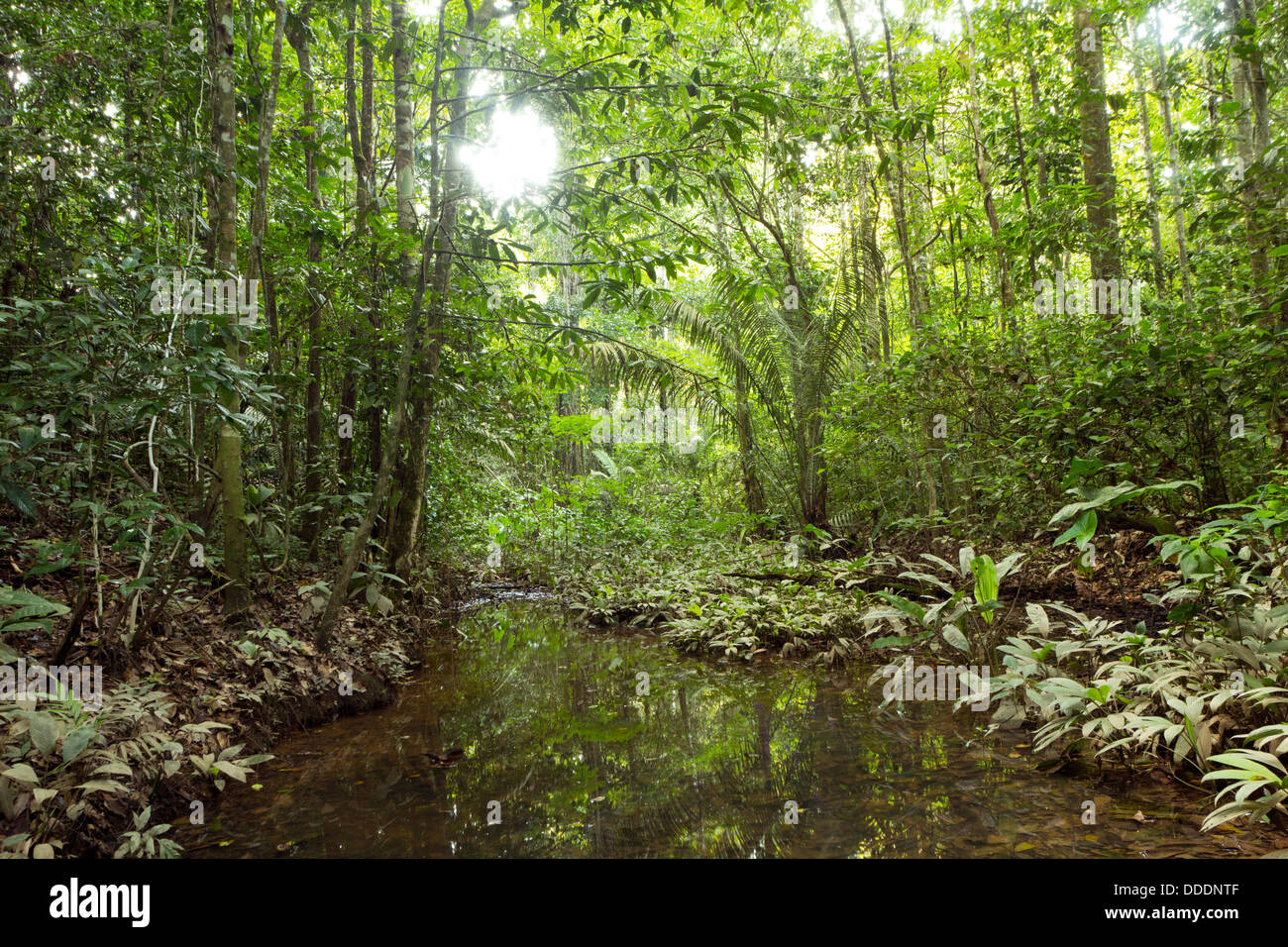 Rainforest canopy hires stock photography and images Alamy
