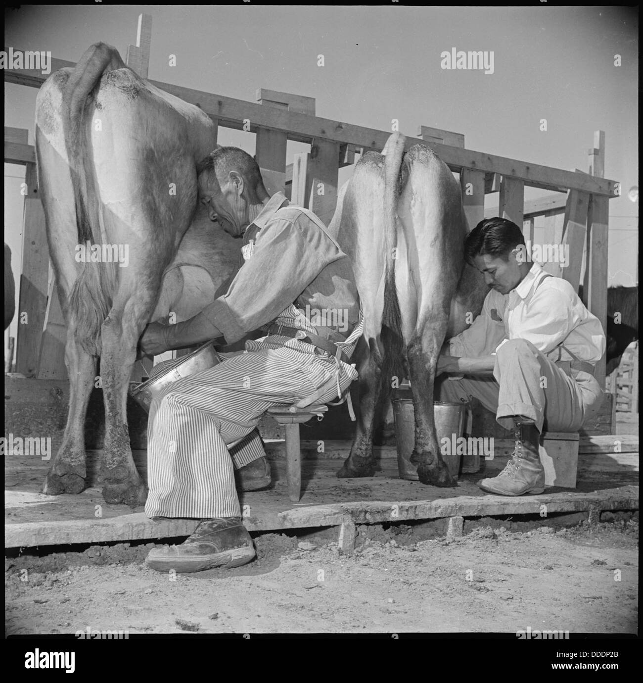 Milking cows training hi-res stock photography and images - Alamy