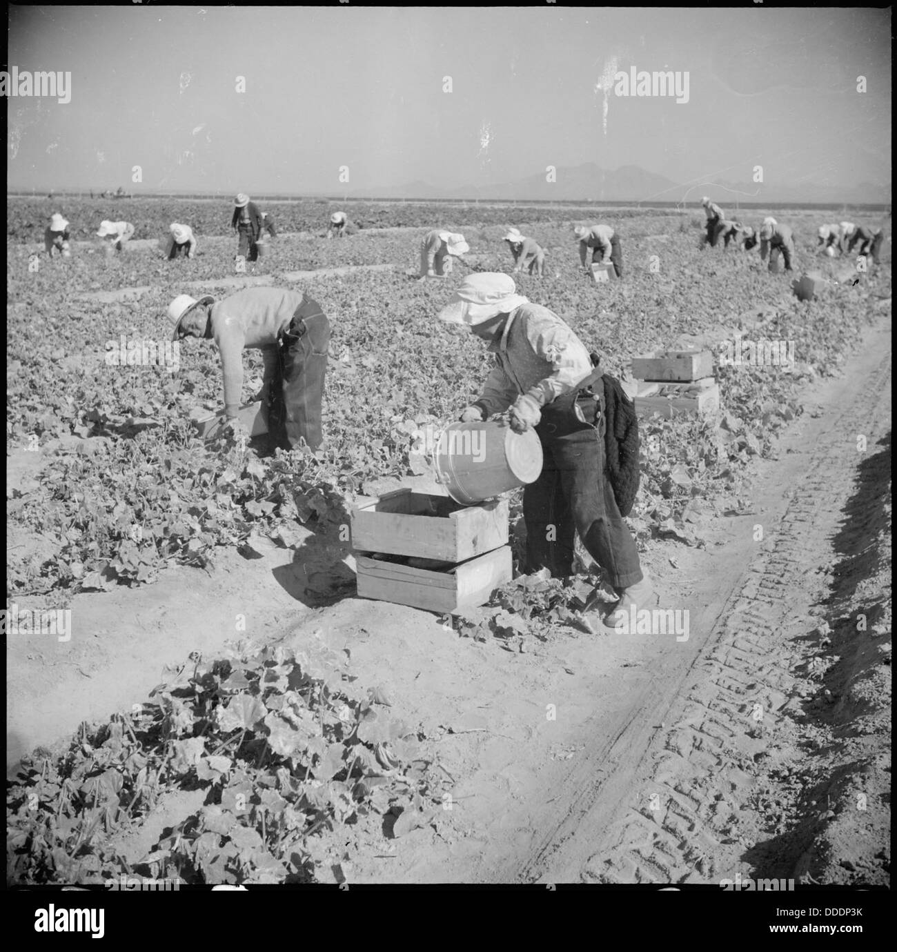 Gila River Relocation Center, Rivers, Arizona. Evacuee farmers are here