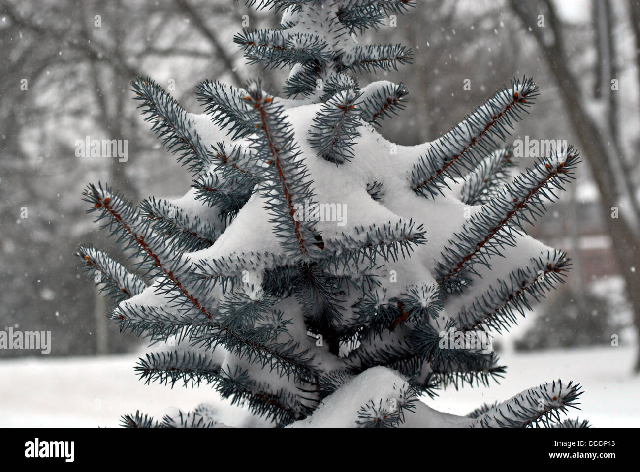 Evergreen branches covered in snow. Stock Photo