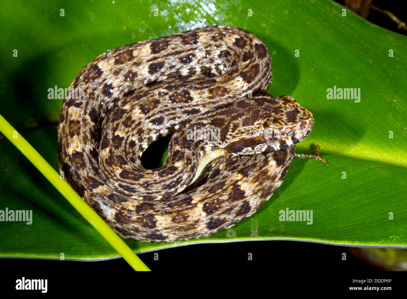 Juvenile Fer de Lance (Bothrops atrox) a venomous viper coiled in the rainforest understory, Ecuador Stock Photo