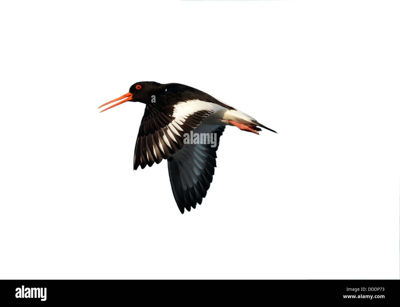 Oystercatcher in flight Haematopus palliatus Stock Photo Alamy