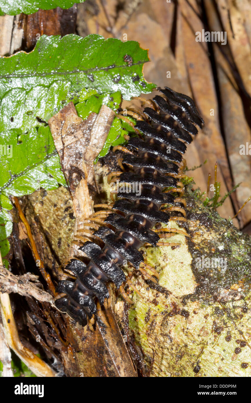 Giant flat-backed millipede (Polydesmidae) in the rainforest, Ecuador. Stock Photo