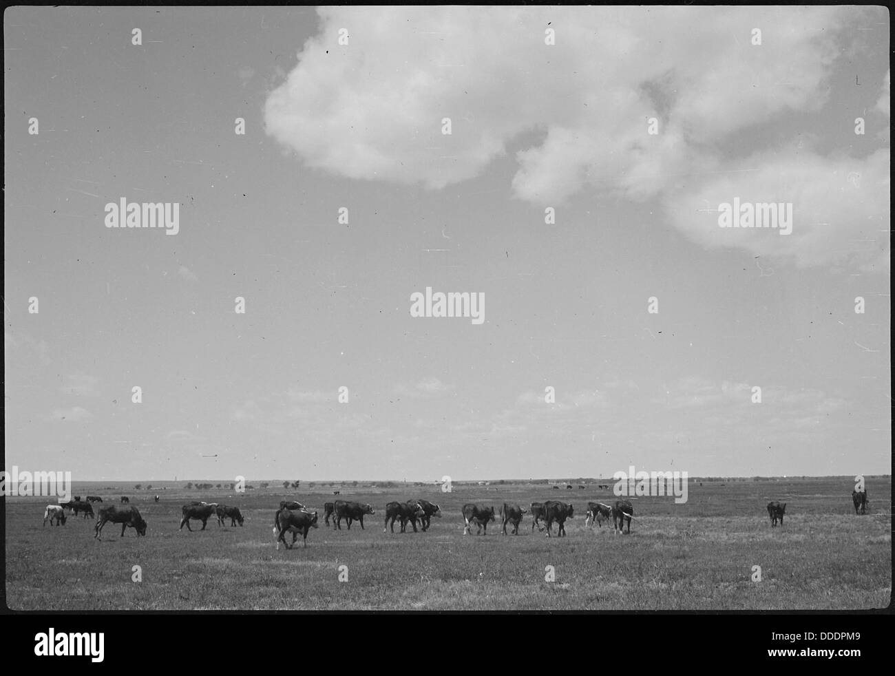 Granada Relocation Center, Amache, Colorado. Cattle on pasture, XY Ranch, project farm. 537191 Stock Photo