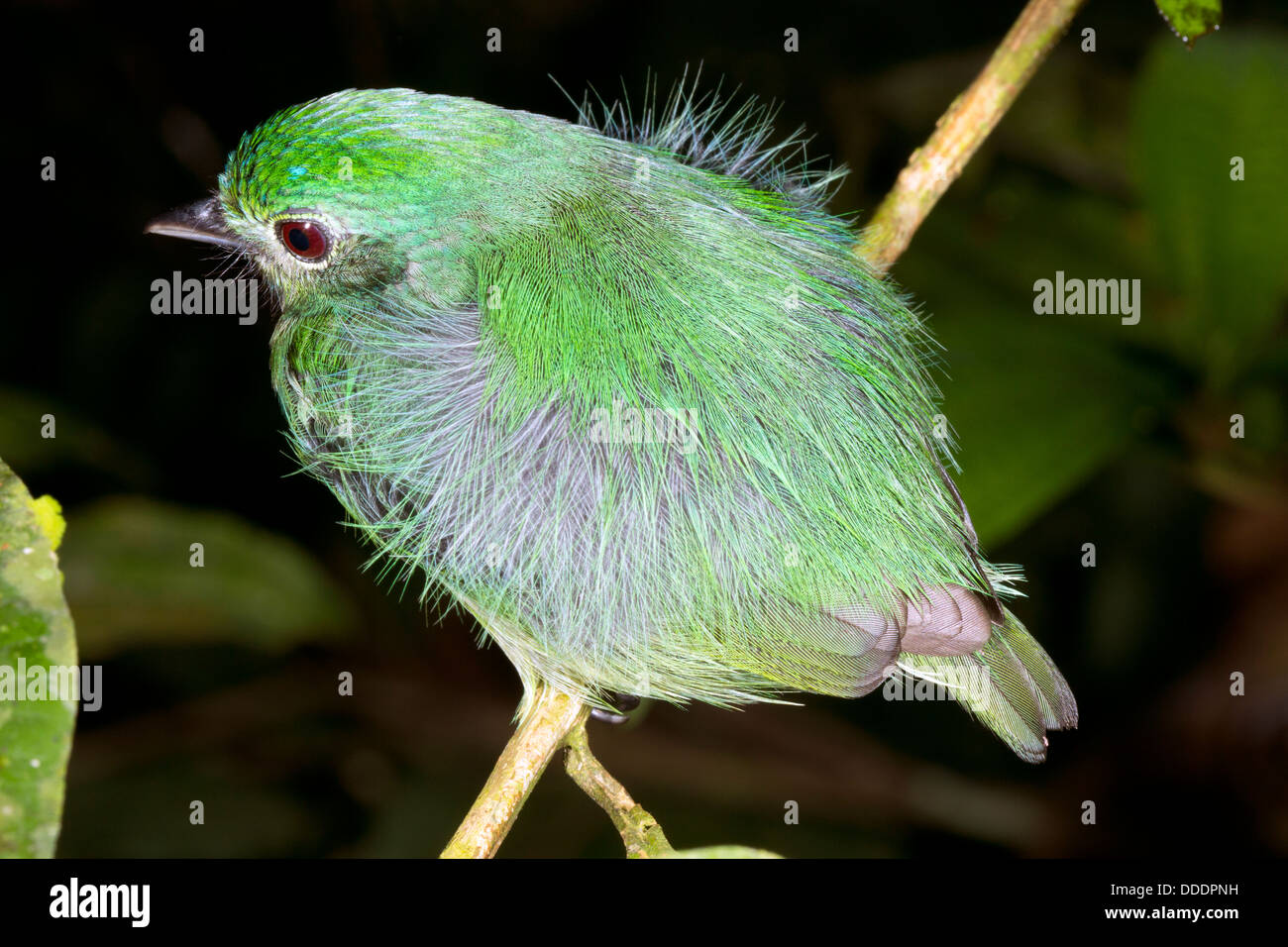 Unidentified bird roosting at night in the rainforest understory, Ecuador Stock Photo