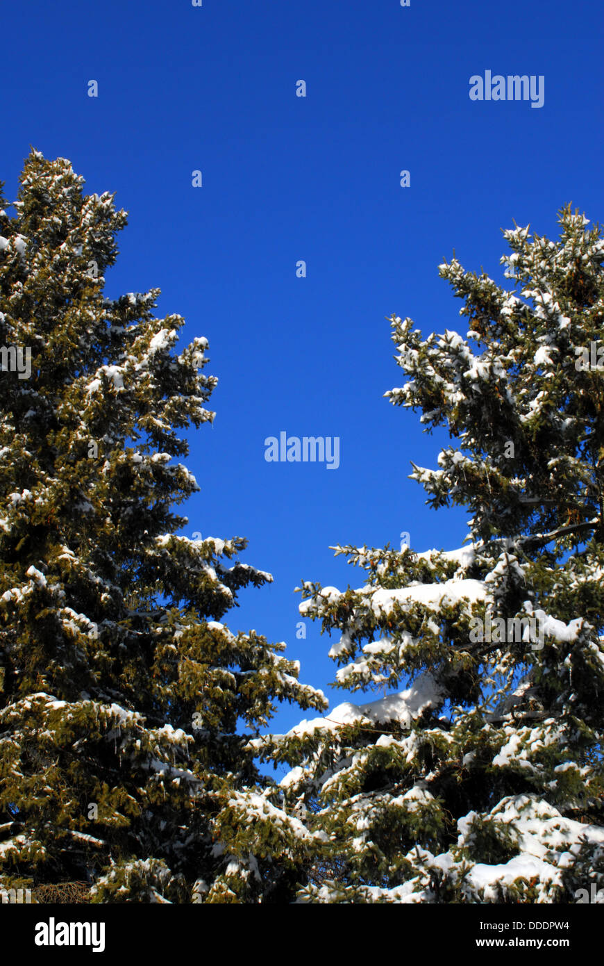 Tops of fir and pine trees covered in snow against clear blue sky with ...