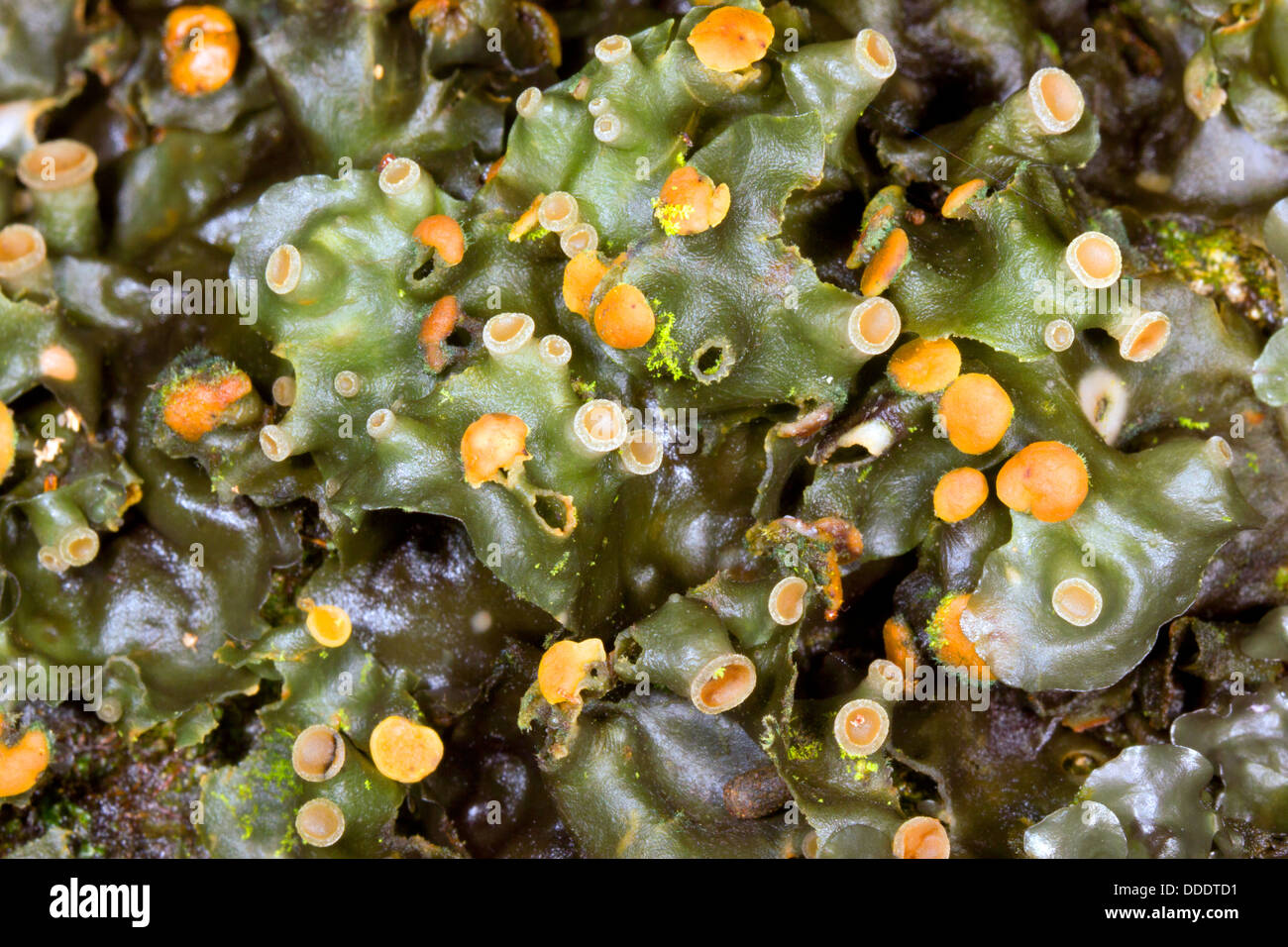 Thalloid liverwort growing in rainforest in Western Ecuador Stock Photo