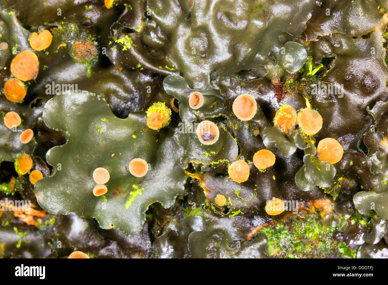 Thalloid liverwort growing in rainforest in Western Ecuador Stock Photo