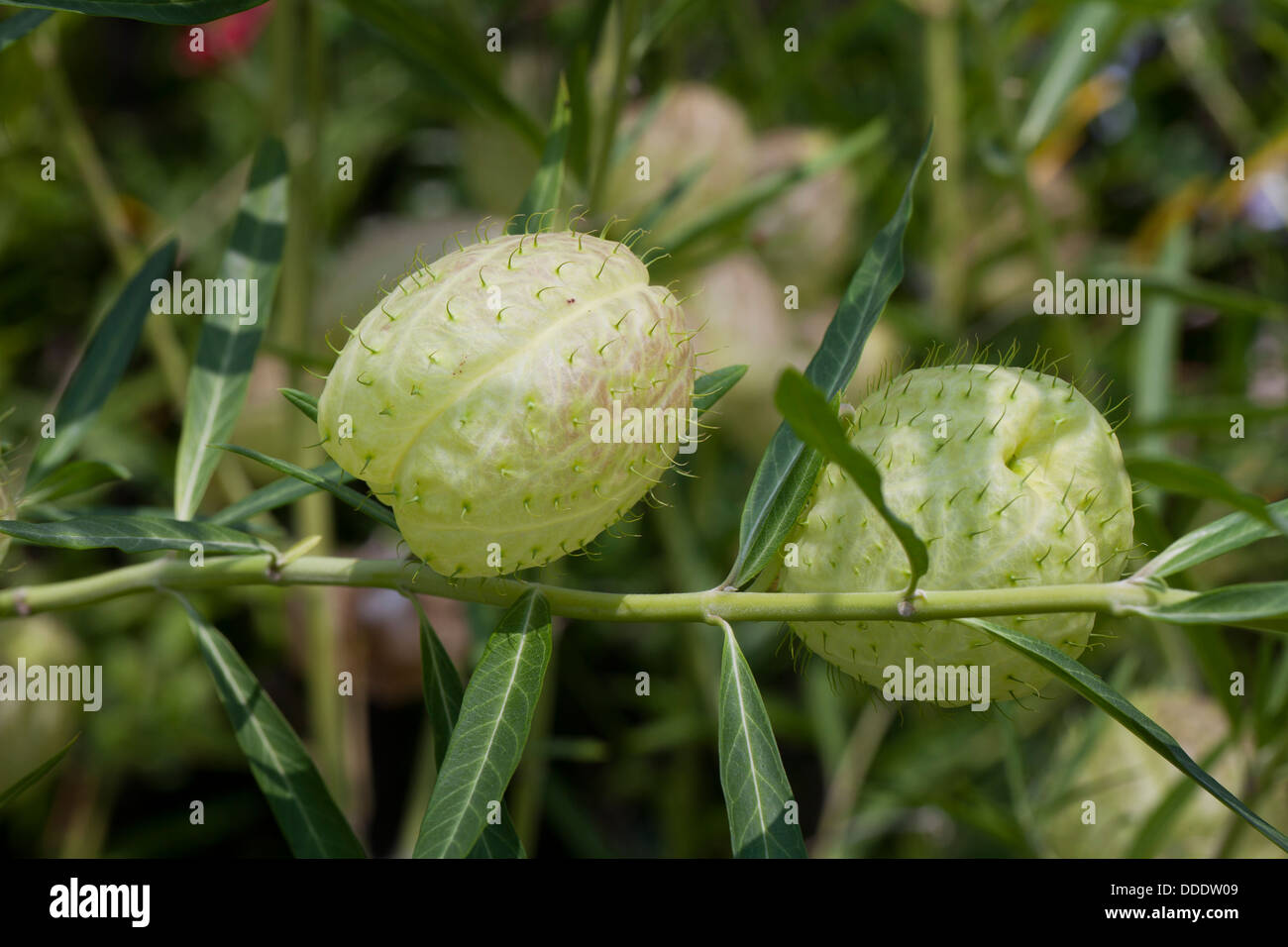 Balloon plant (Asclepias physocarpa) Stock Photo