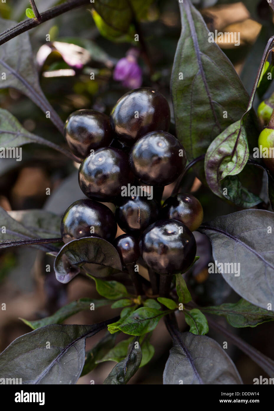 Variegated chili peppers (Black Pearl) - Capsicum annuum Stock Photo