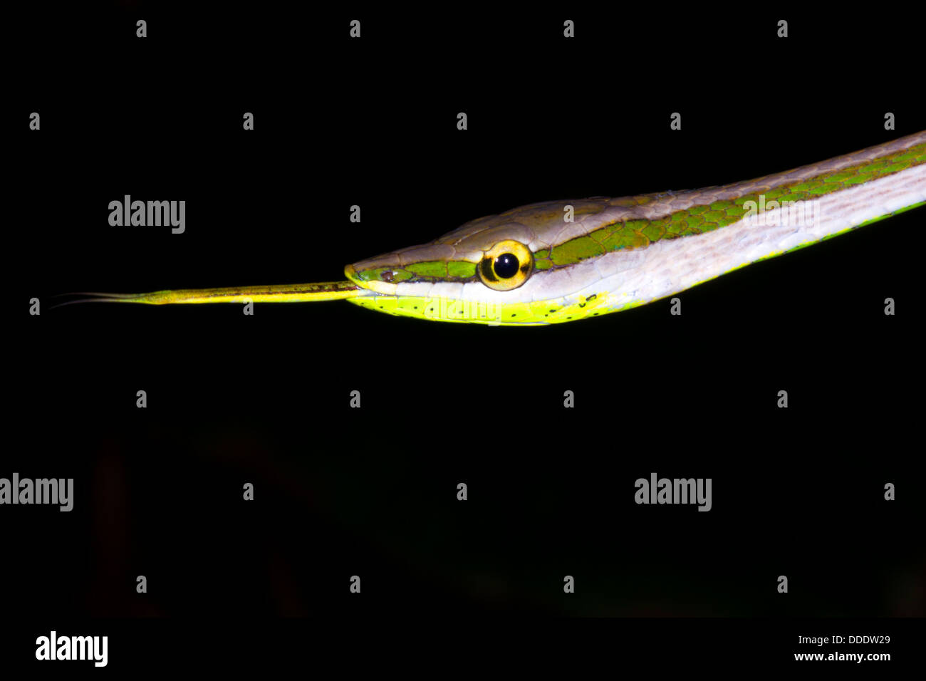 Vine Snake (Xenoxybelis argenteus) protruding tongue, Ecuador. Stock Photo