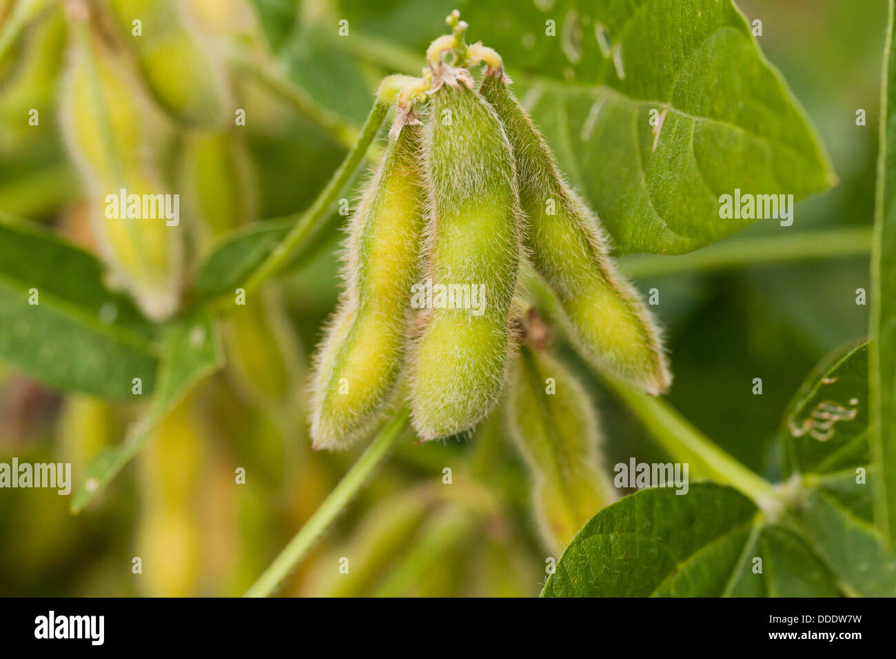 Soybean pods on branch (Glycine max) Stock Photo