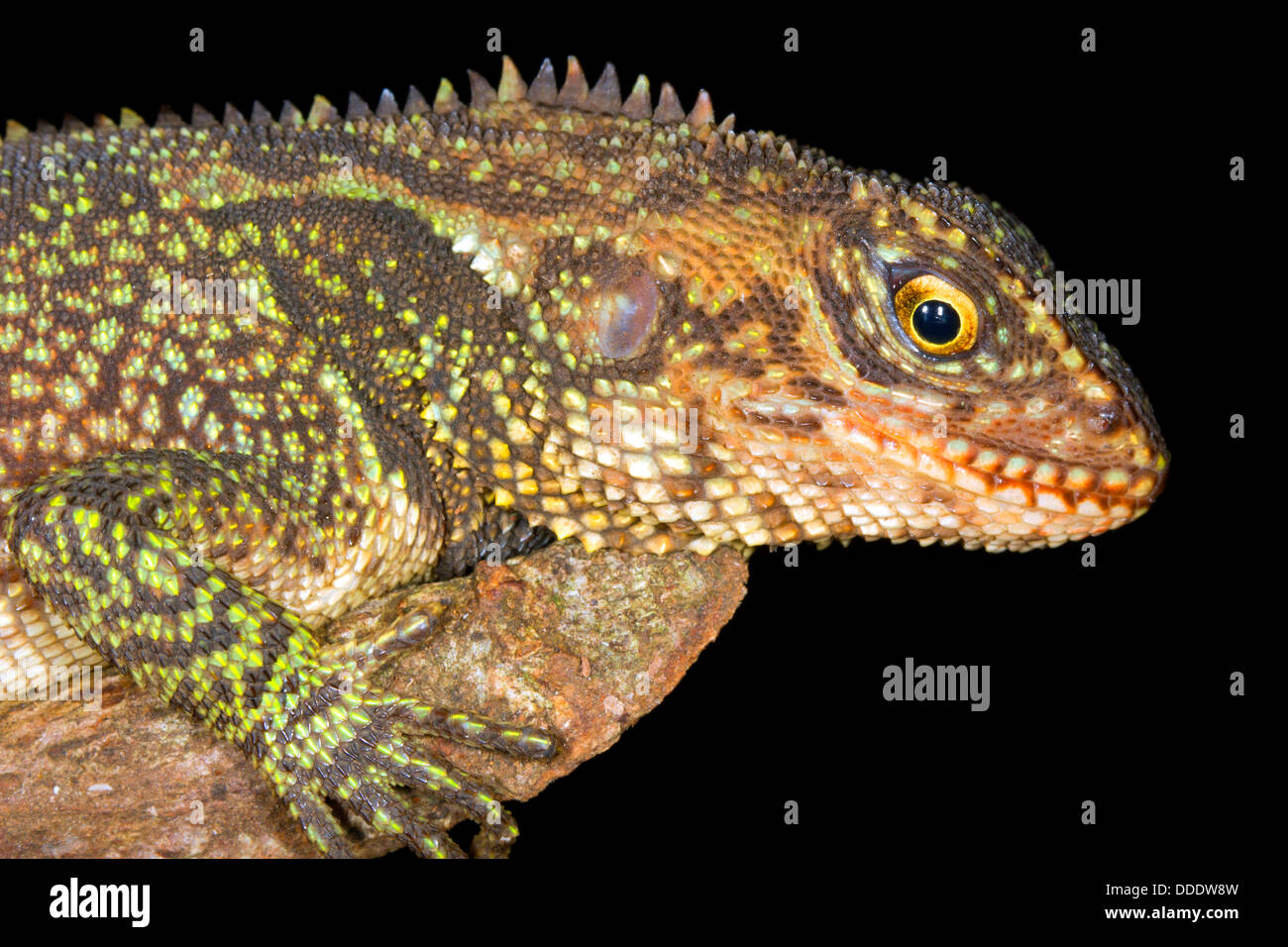 Red-eyed wood lizard (Enylioides oshaughnessyi) in Western Ecuador Stock Photo