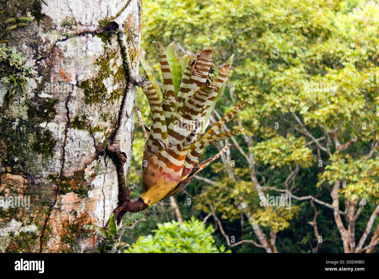 Bromeliad (Aechmea zebrina) growing on a tree trunk high in the forest canopy, Ecuador Stock Photo