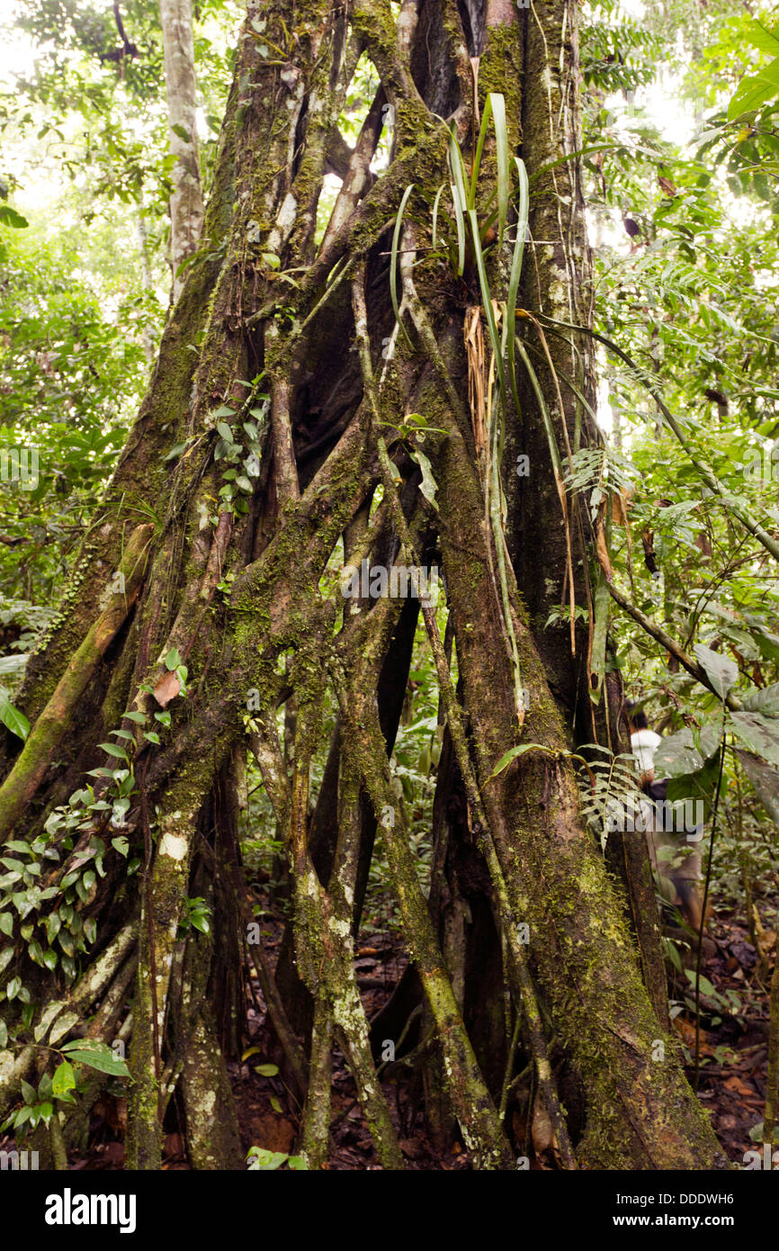 Strangler Fig growing in tropical rainforest, Ecuador Stock Photo