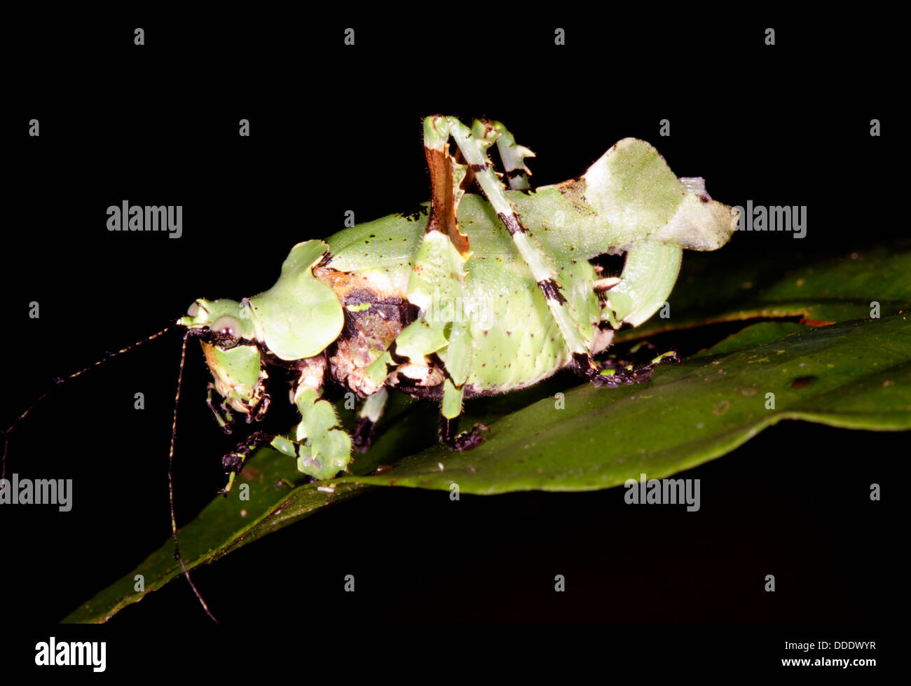 A cryptic katydid from Ecuador patterned to resemble lichen. Stock Photo