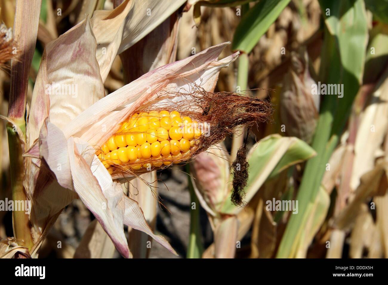 083013 heat 05 hires stock photography and images Alamy