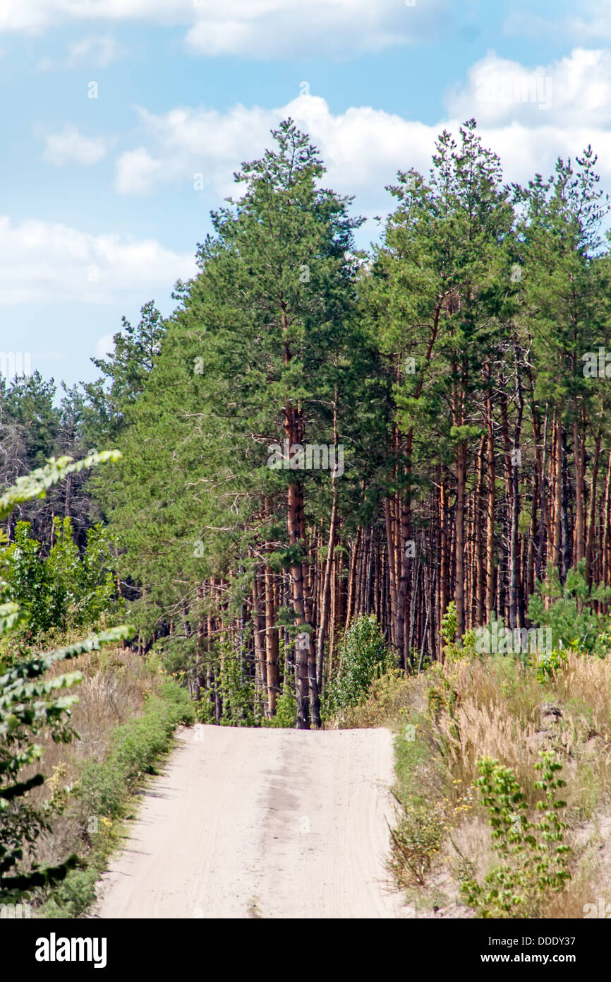 Dirt road near a pine forest on a summer day Stock Photo