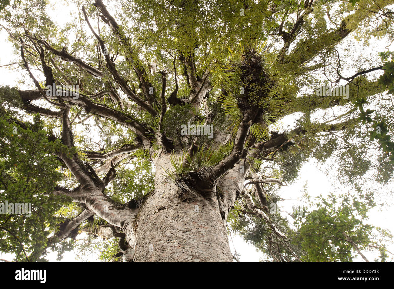 Agathis australis - Native New Zealand Kauri tree Stock Photo