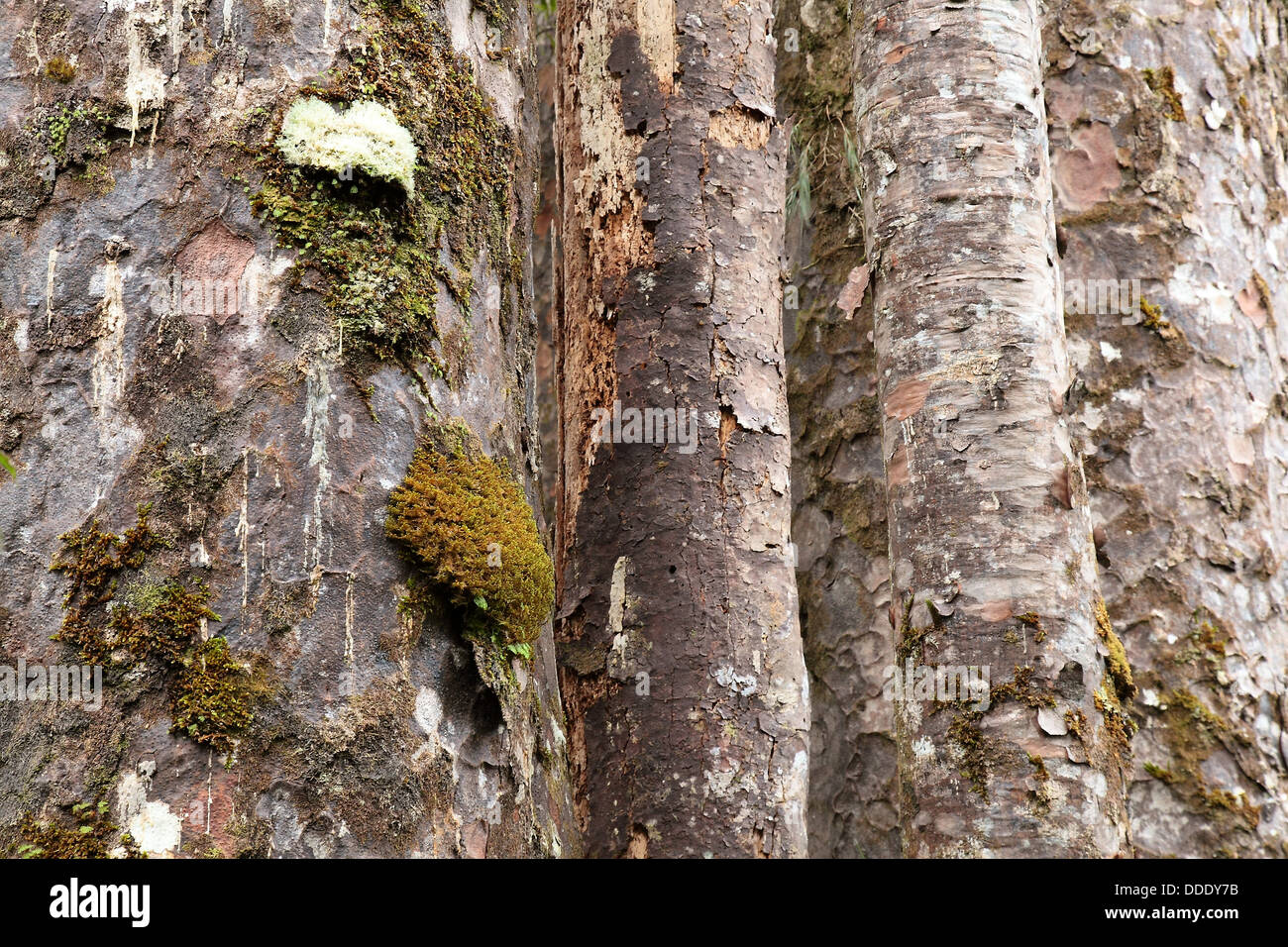 Bark of Agathis australis New Zealand Kauri tree Stock Photo Alamy