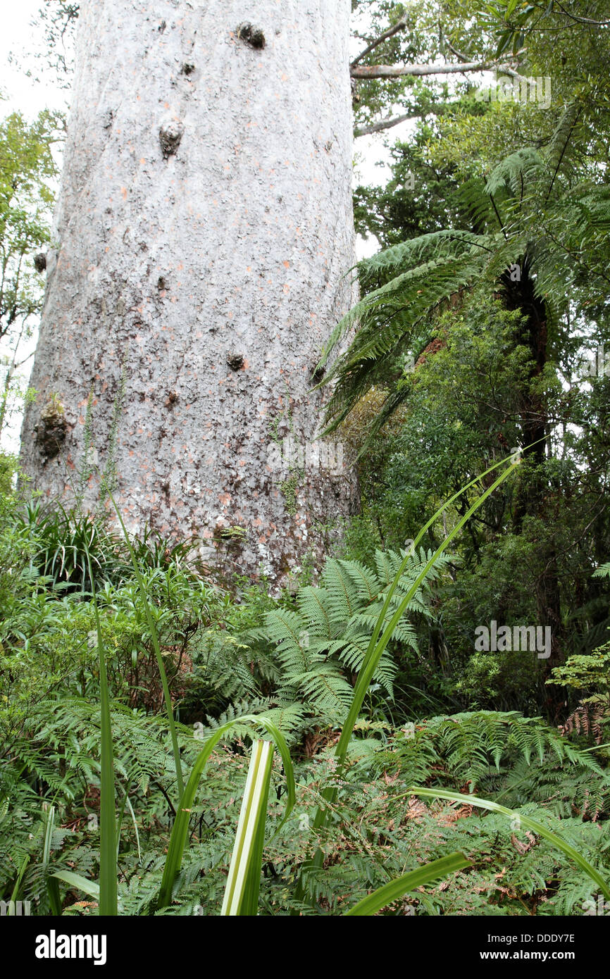 Agathis australis - New Zealand Kauri Stock Photo