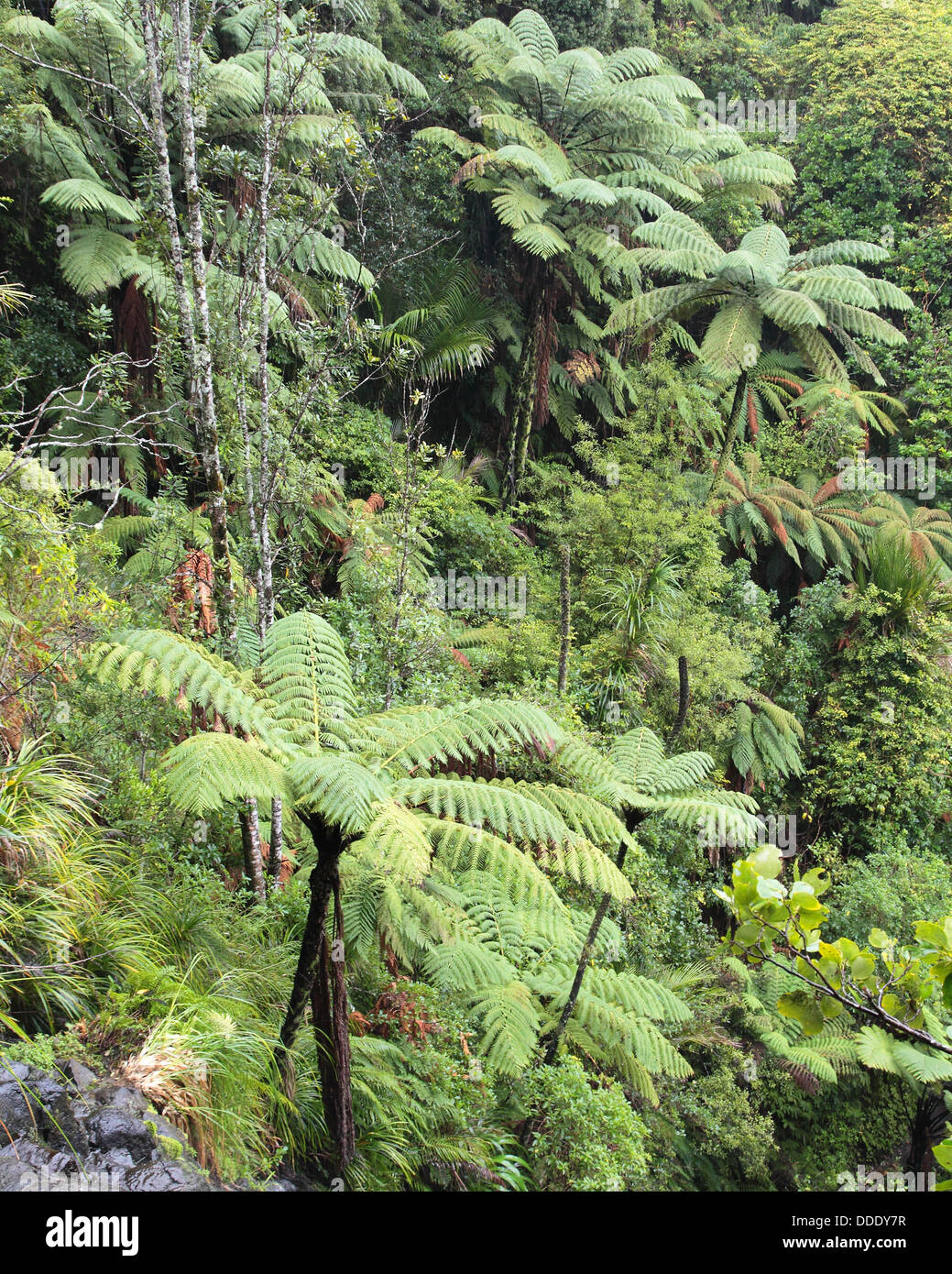 Cyathea medullaris tree ferns at Auckland, New Zealand Stock Photo