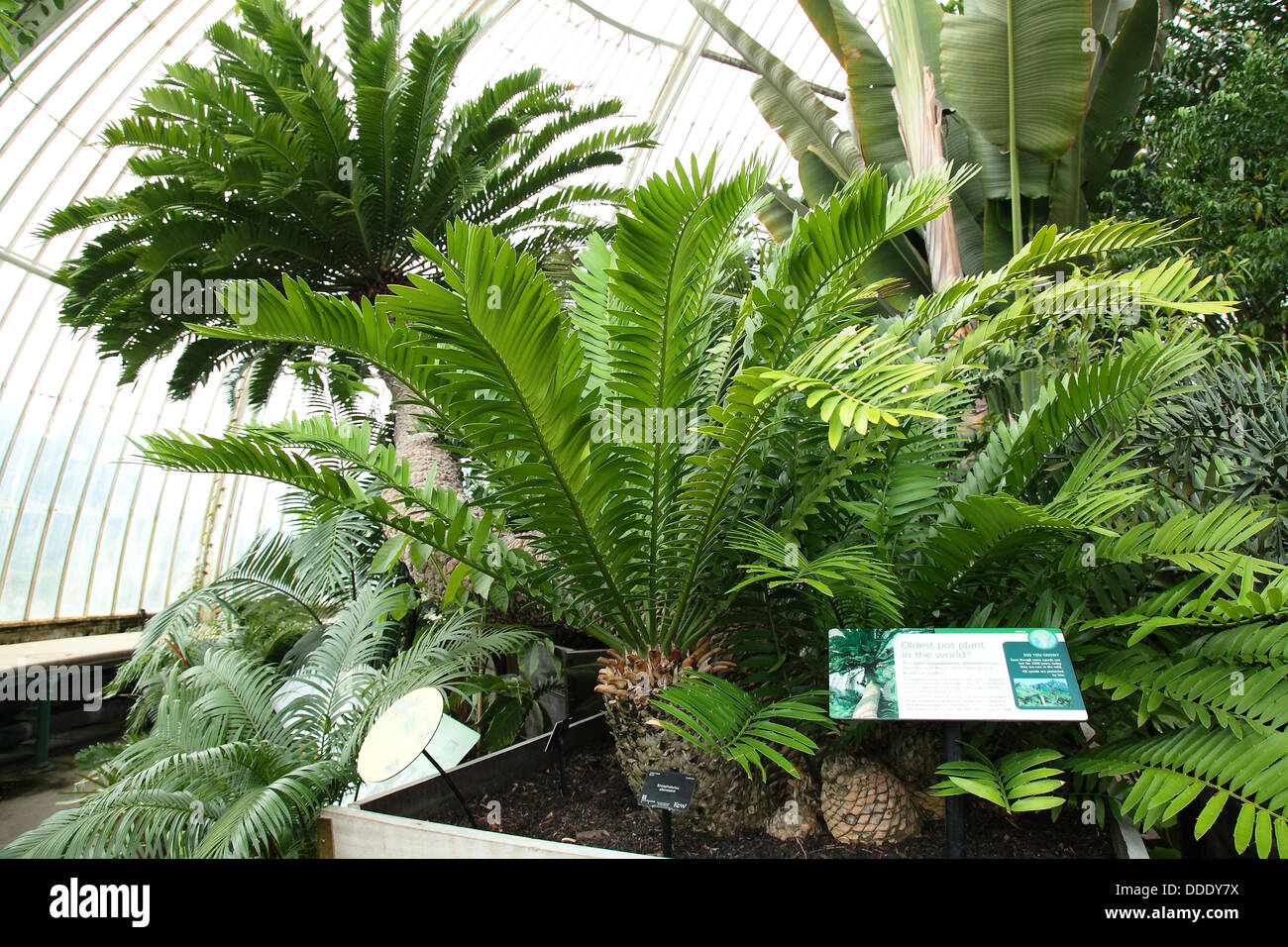 Encephalartos altensteinii cycad at Kew Gardens, England Stock Photo