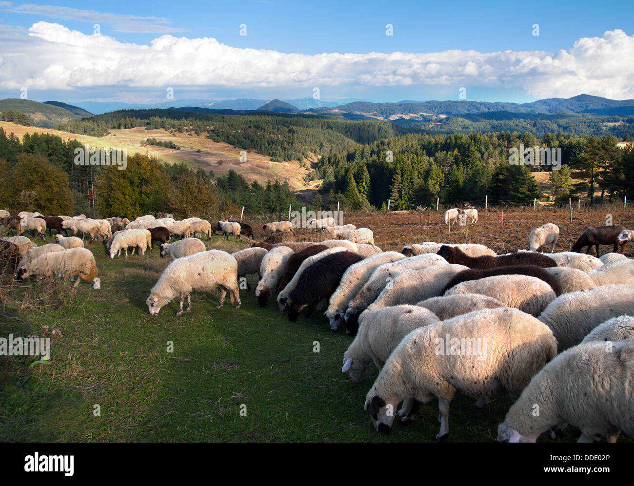 Sheep herd Stock Photo