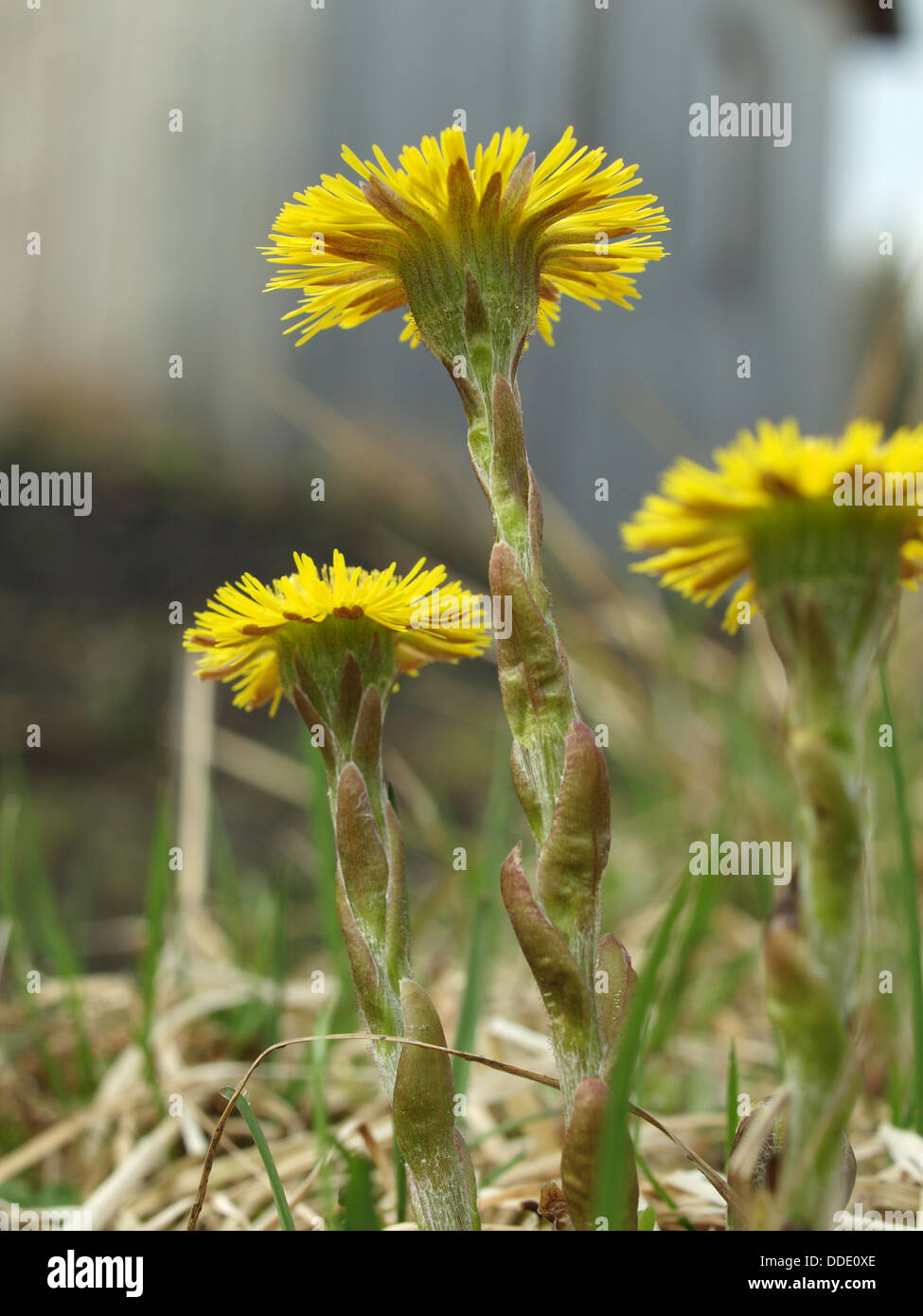 Coltsfoot in the spring sunny day close up Stock Photo - Alamy