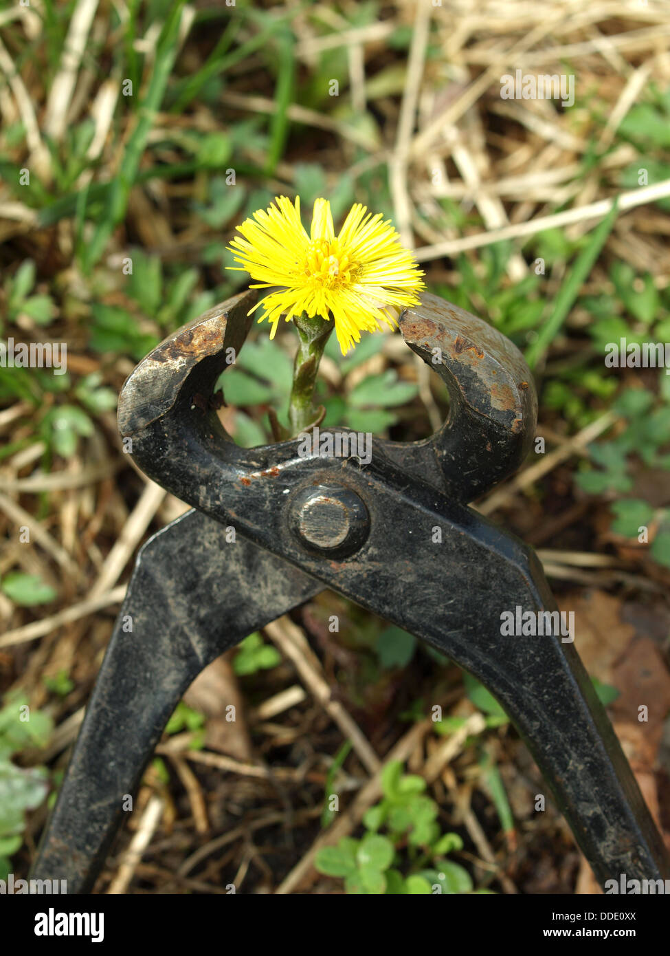 Flowers and ticks Stock Photo Alamy