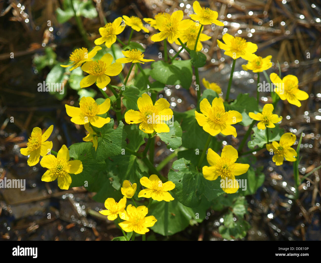 yellow buttercup flower the spring (Potentilla recta) Stock Photo