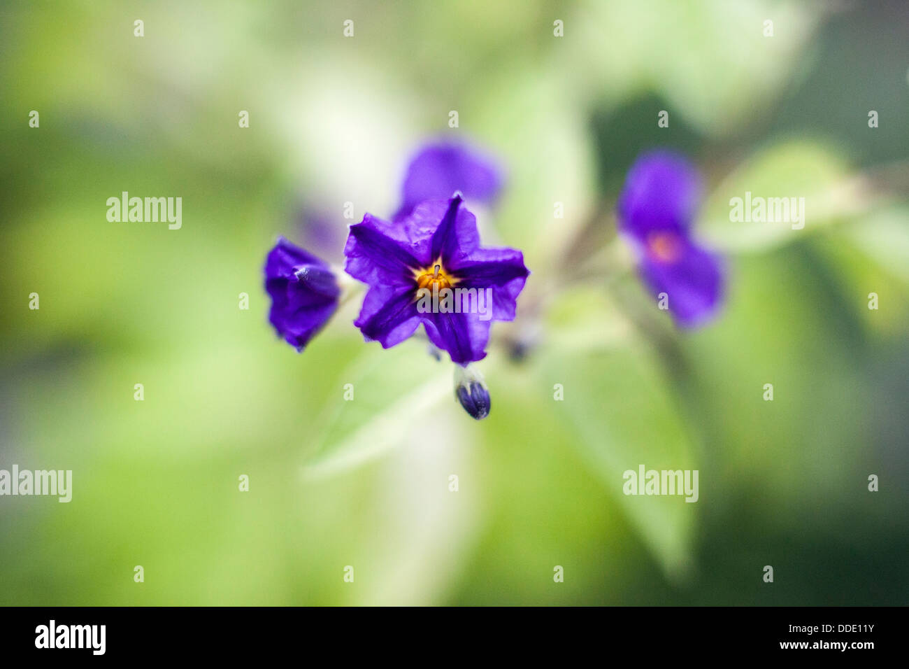 Purple flower with yellow centre hi-res stock photography and images ...